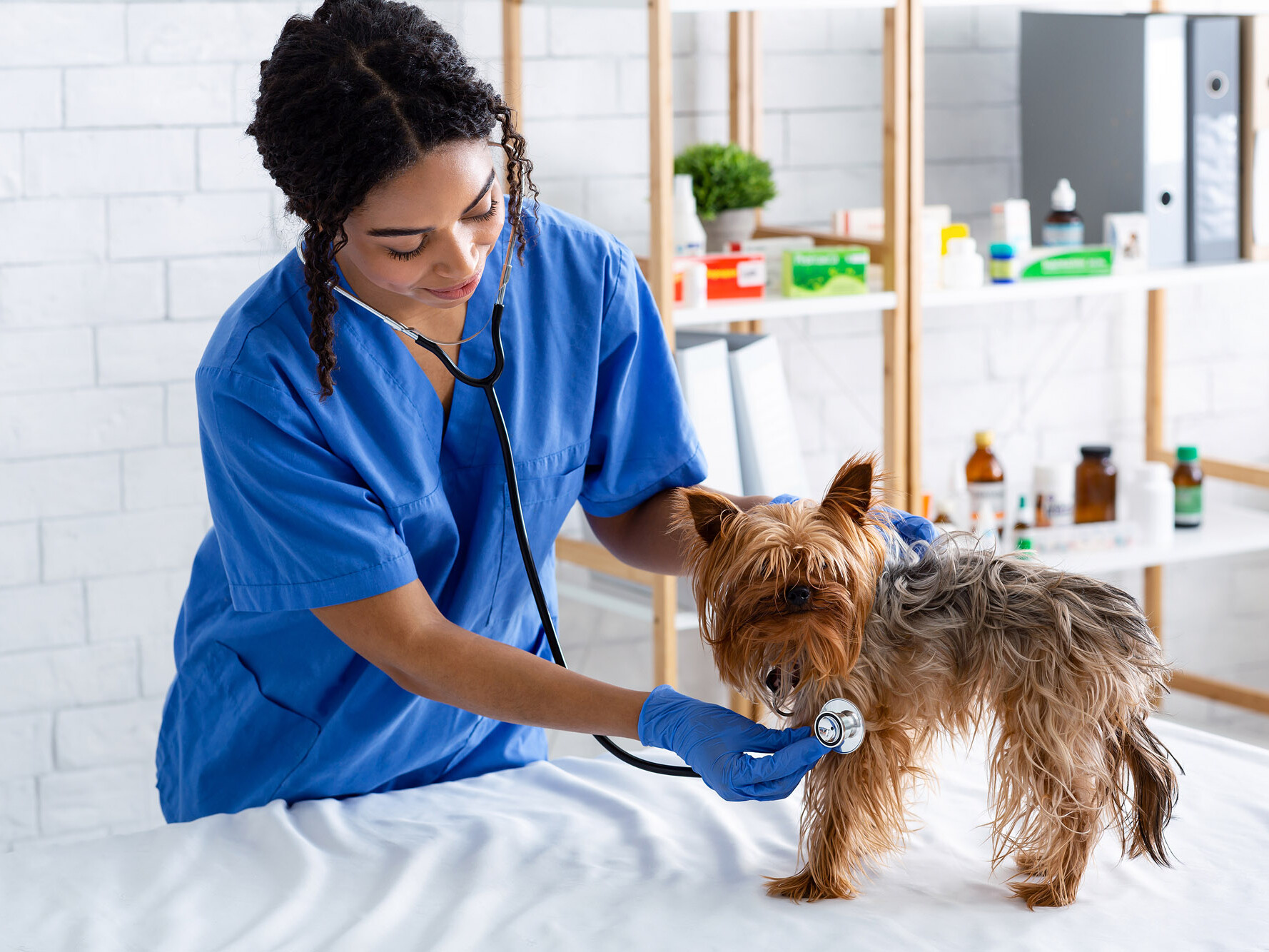 Yorkshire-Terrier wird von Tier&auml;rztin abgeh&ouml;rt