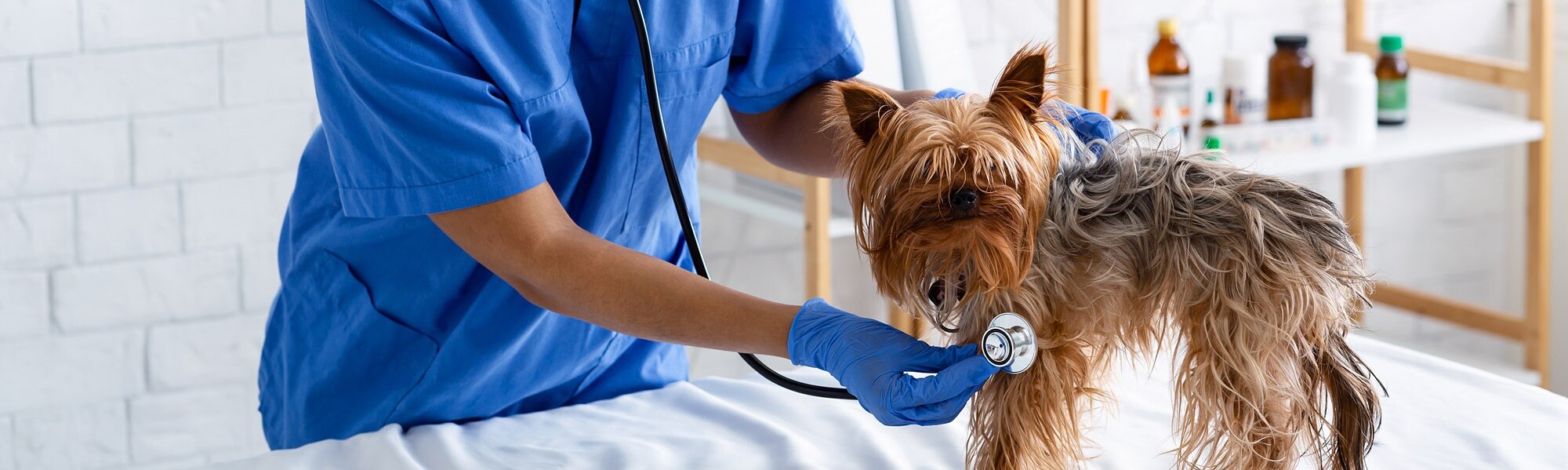 Yorkshire-Terrier wird von Tier&auml;rztin abgeh&ouml;rt