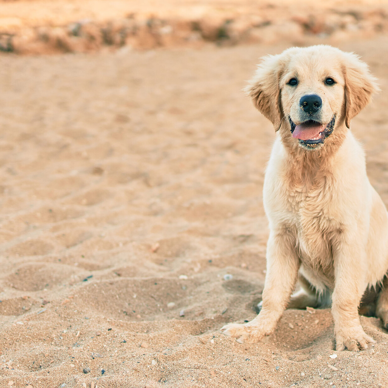 Golden-Retriever-Welpe im Sand
