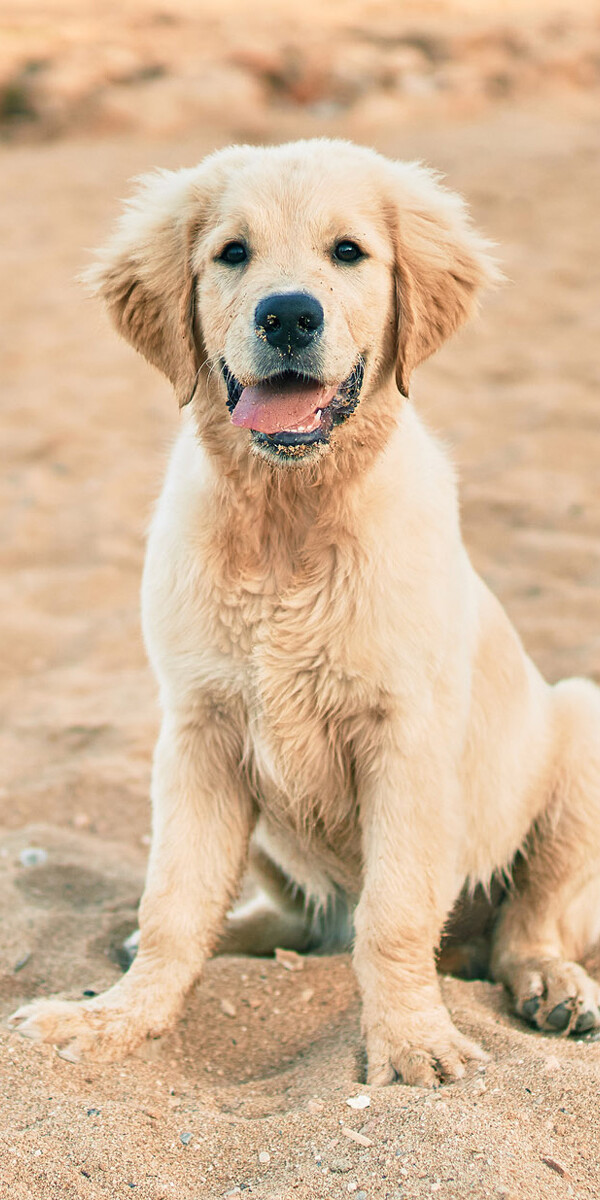 Golden-Retriever-Welpe im Sand