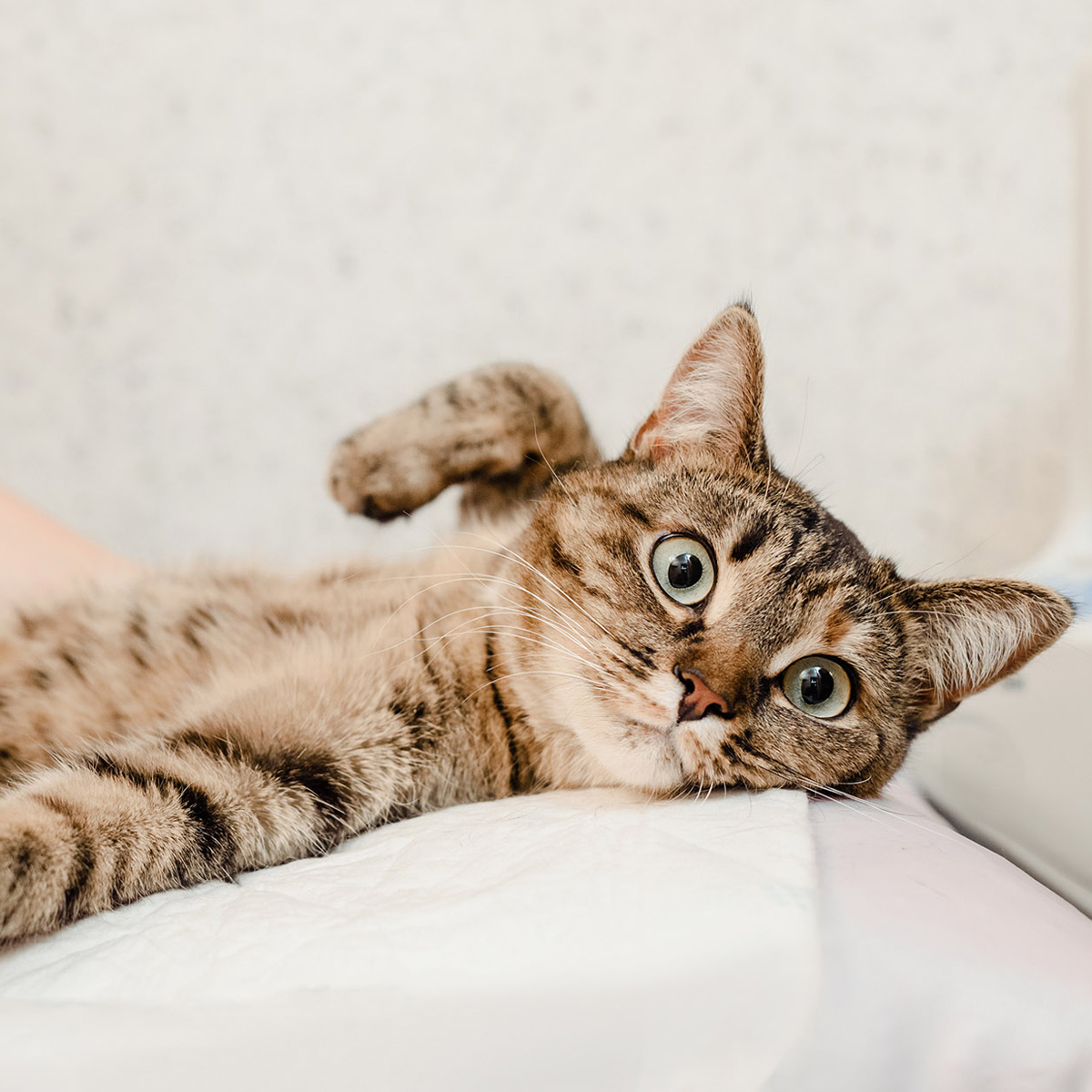 Katze beim Ultraschall